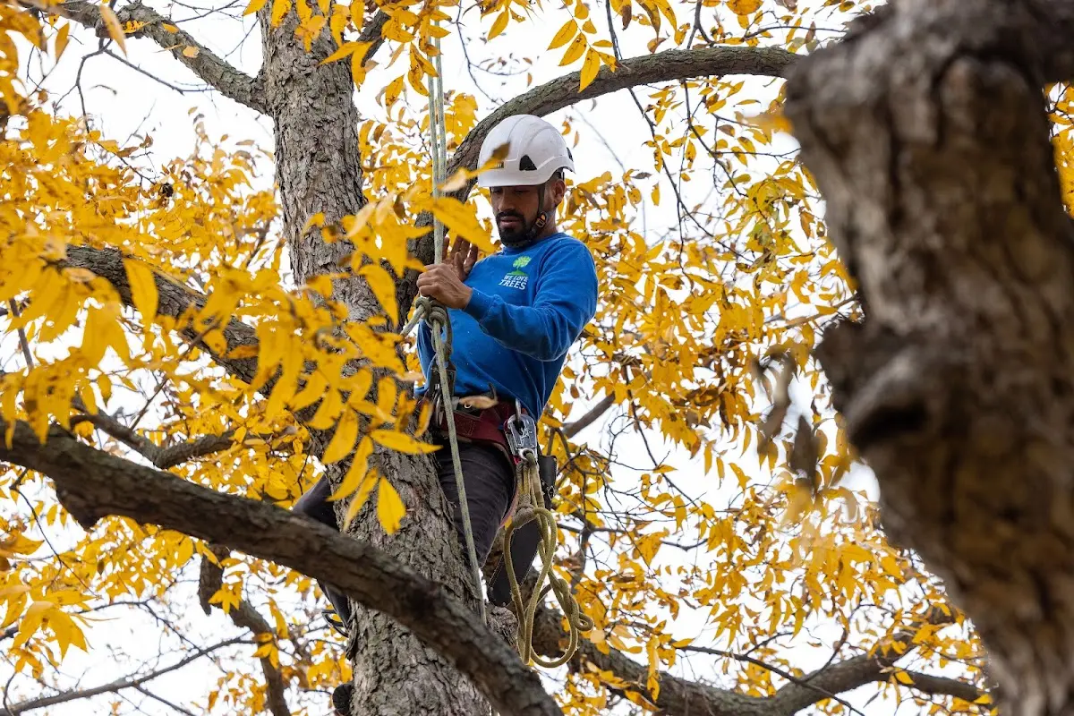 Skilled Tree Pruning crew working in Juliustown