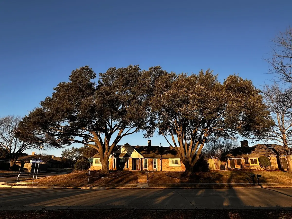 Established residential canopy tree shading a home in Juliustown